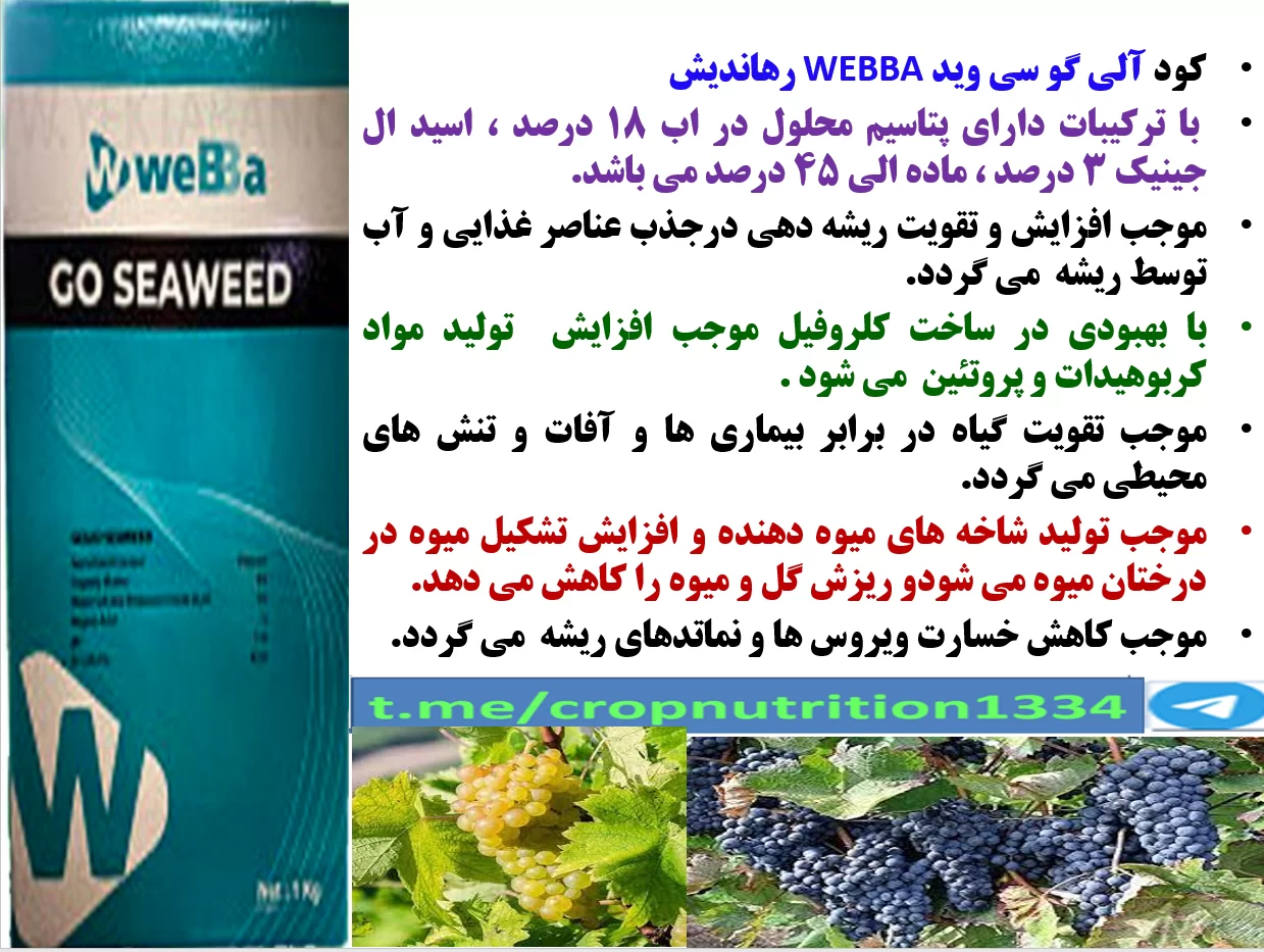 کودآلی گوسی وید رهااندیش برای افزایش تولید و کیفیت میوه انگور-قسمت سوم