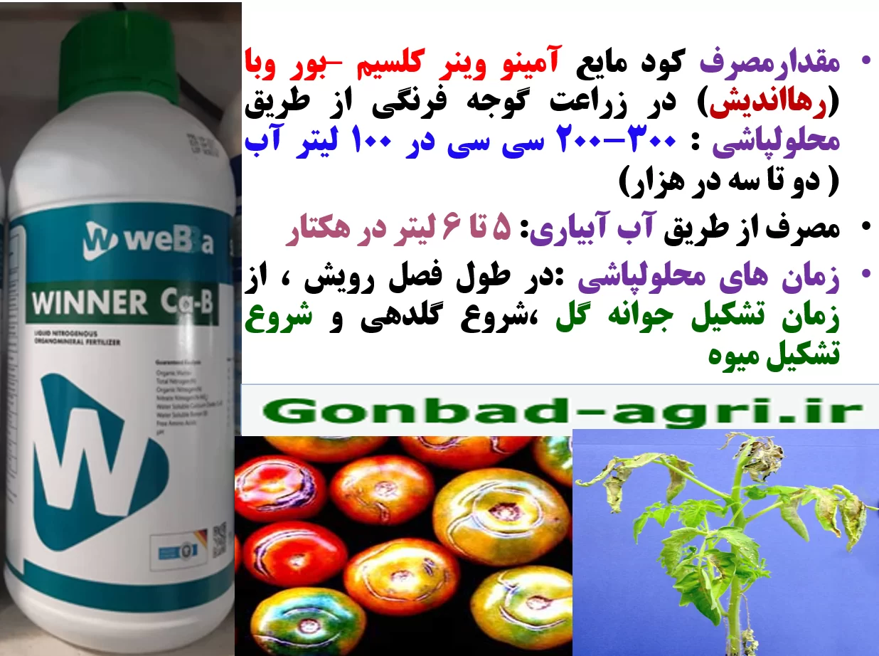 مصرف کود وینر کلسیم -بر وبا ترکیه( رهااندیش) برای تقویت بوته های گوجه فرنگی و افزایش تولید آن – قسمت دوم