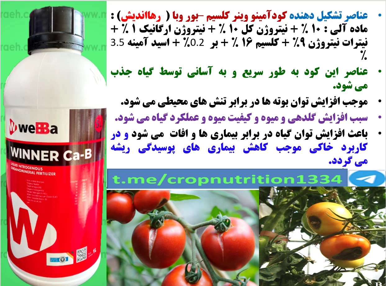 مصرف کود وینر کلسیم -بر وبا ترکیه( رهااندیش) برای تقویت بوته های گوجه فرنگی و افزایش تولید آن – قسمت سوم