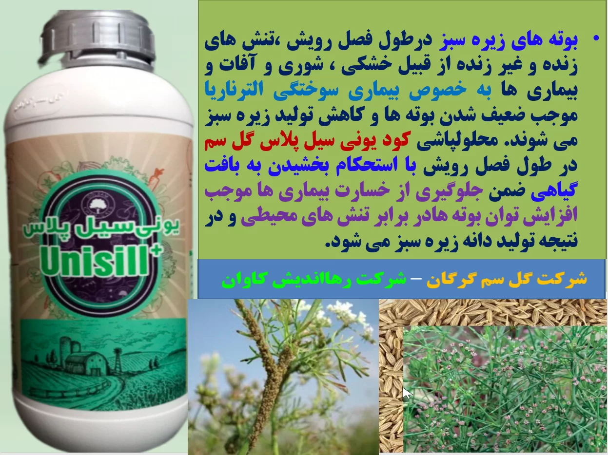 کود مایع  یونی سیل پلاس گل سم موجب افزایش توان بوته های زیره سبز  – قسمت اول