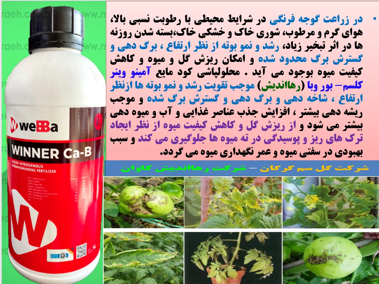 مصرف کود وینر کلسیم -بر وبا ترکیه( رهااندیش) برای تقویت بوته های گوجه فرنگی و افزایش تولید آن – قسمت اول