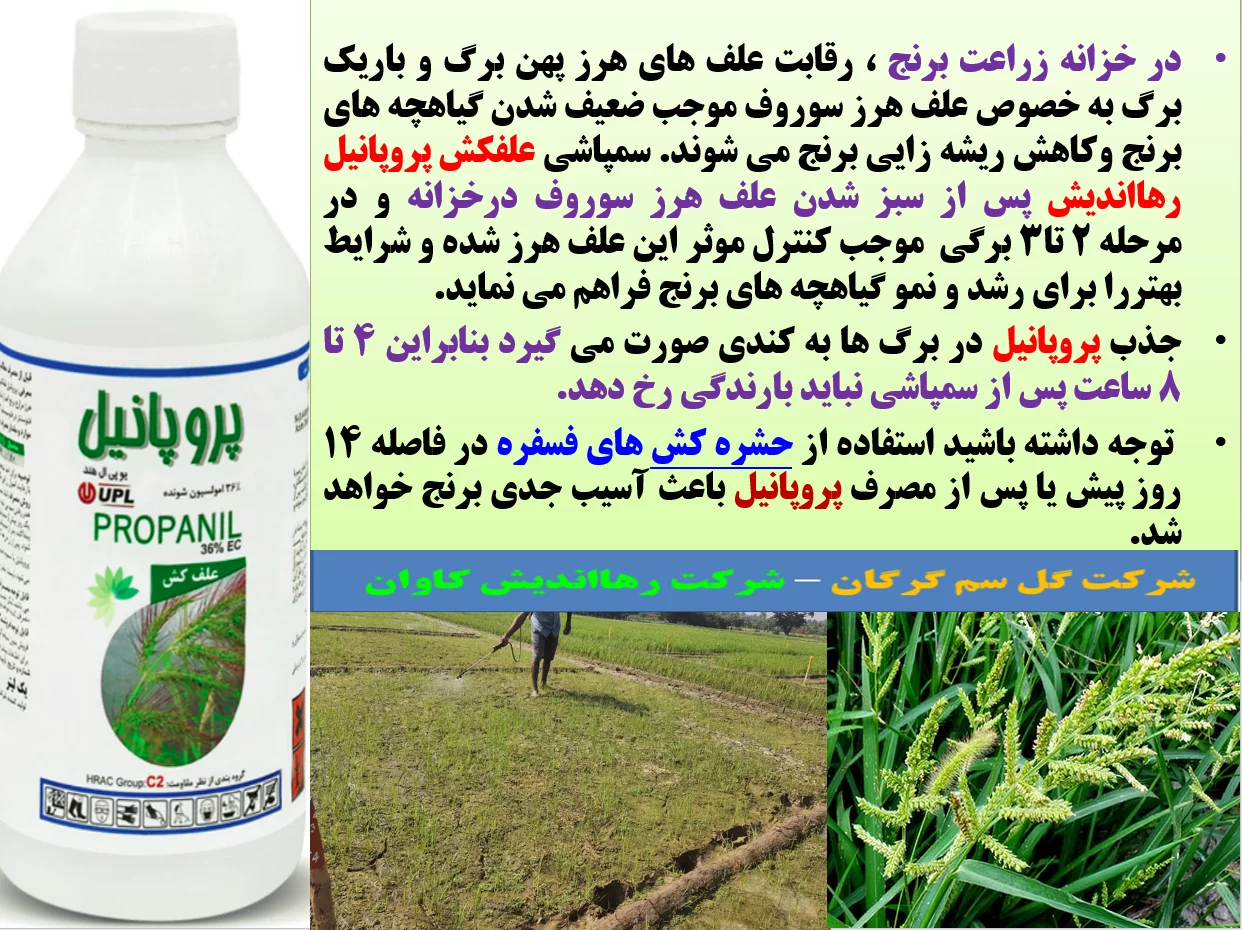 علفکش پروپانیل رهااندیش برای کنترل علف های هرز در خزانه و زراعت خشکه کاری برنج – قسمت اول