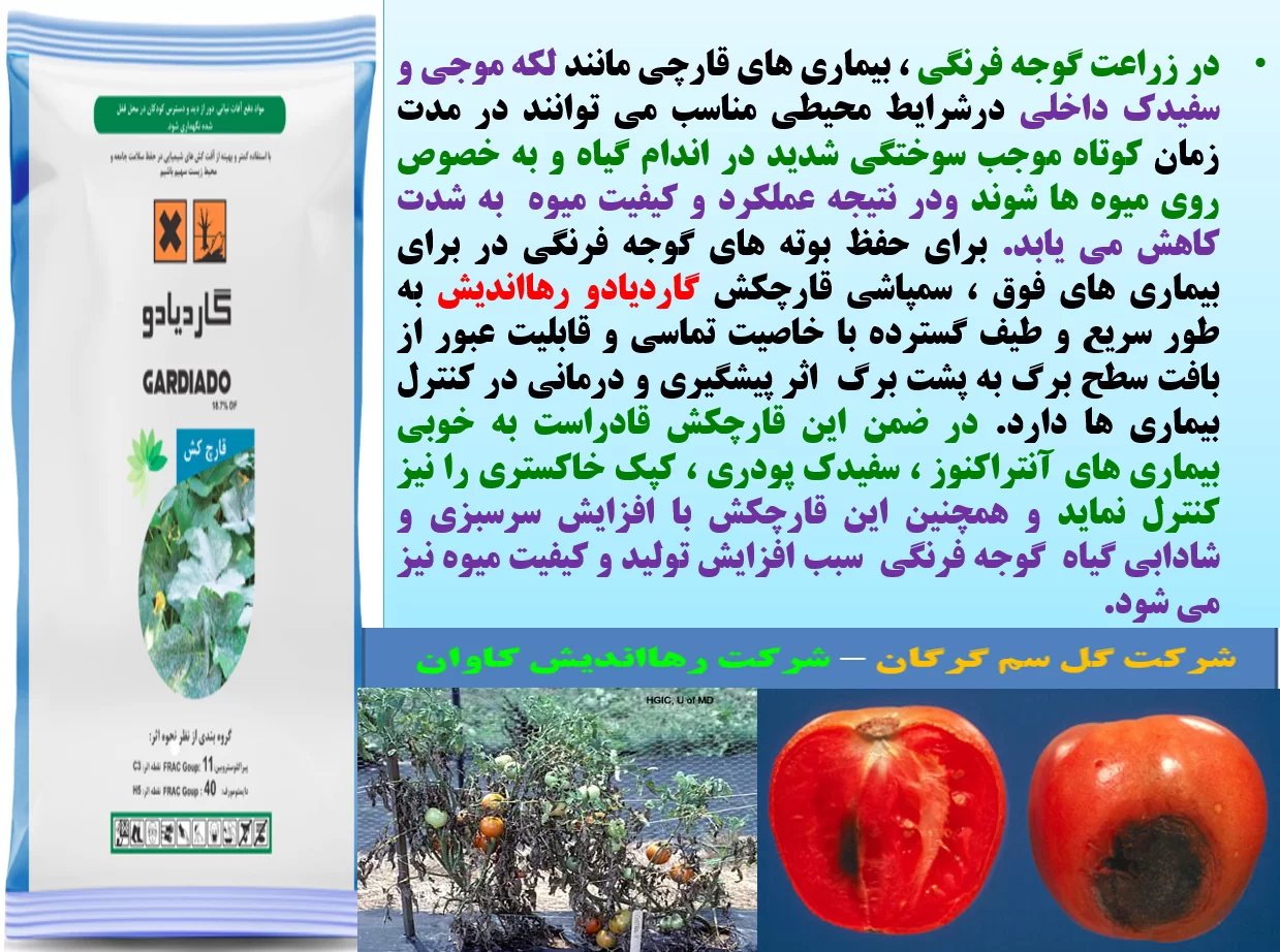کنترل بیماری های گوجه فرنگی با قارچکش گاردیادو رهااندیش – قسمت اول