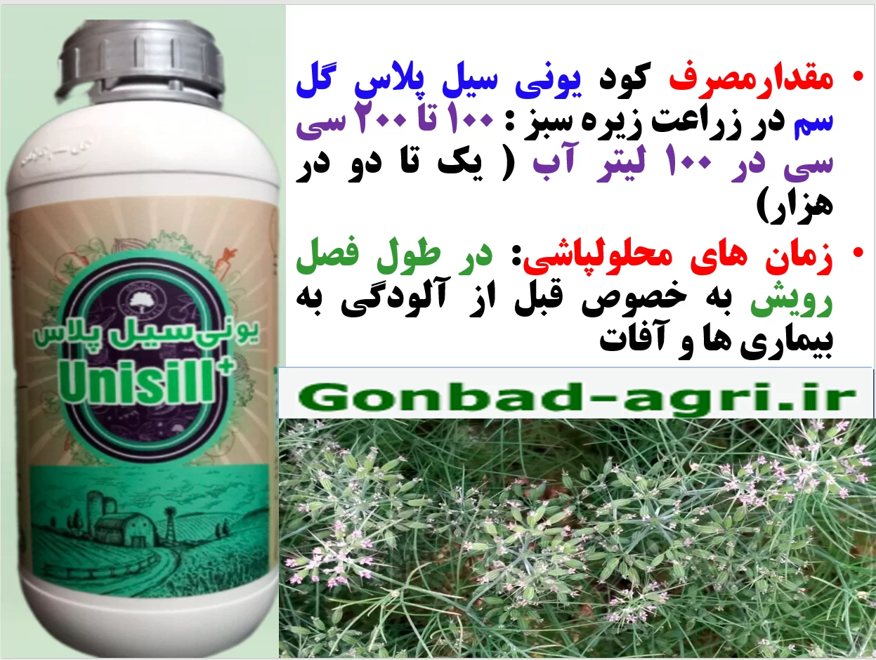 کود مایع یونی سیل پلاس گل سم موجب افزایش توان بوته های زیره سبز – قسمت دوم