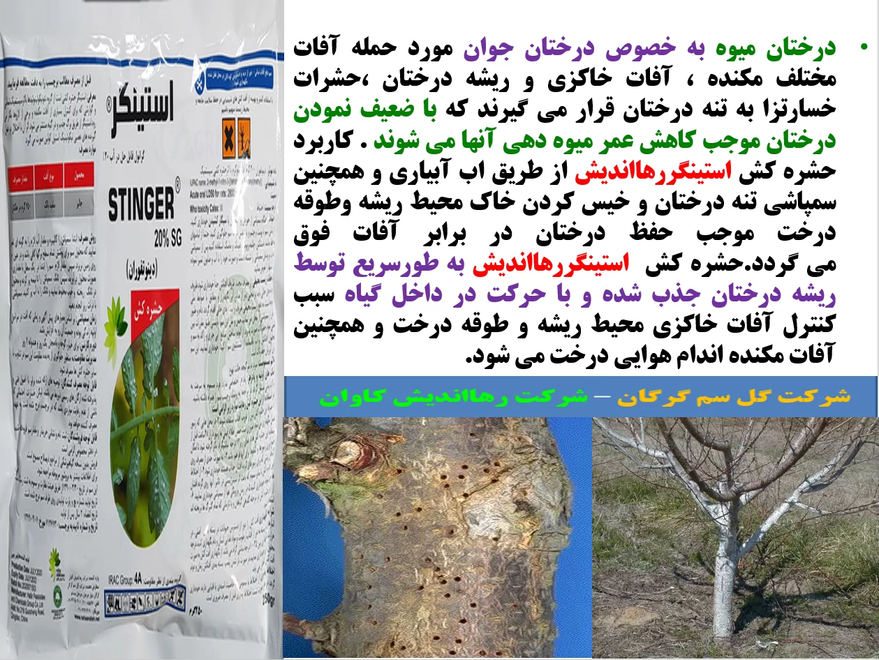 کنترل افات ریشه ، طوقه وتنه درختان میوه با حشره کش استینگر رهااندیش – قسمت اول