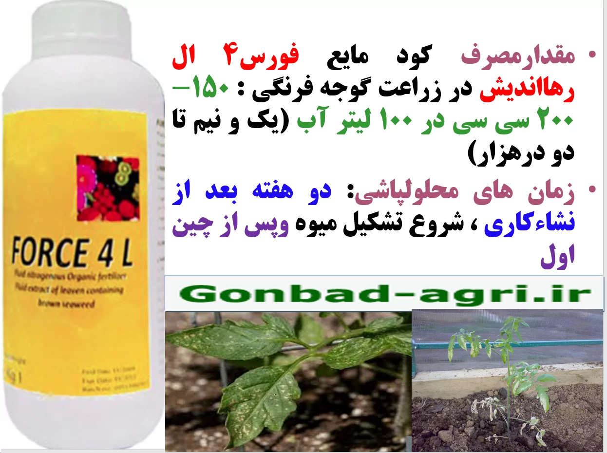 کود آلی فورس ۴ ال رهااندیش برای افزایش توان مقاومت بوته های گوجه فرنگی و میوه دهی – قسمت دوم