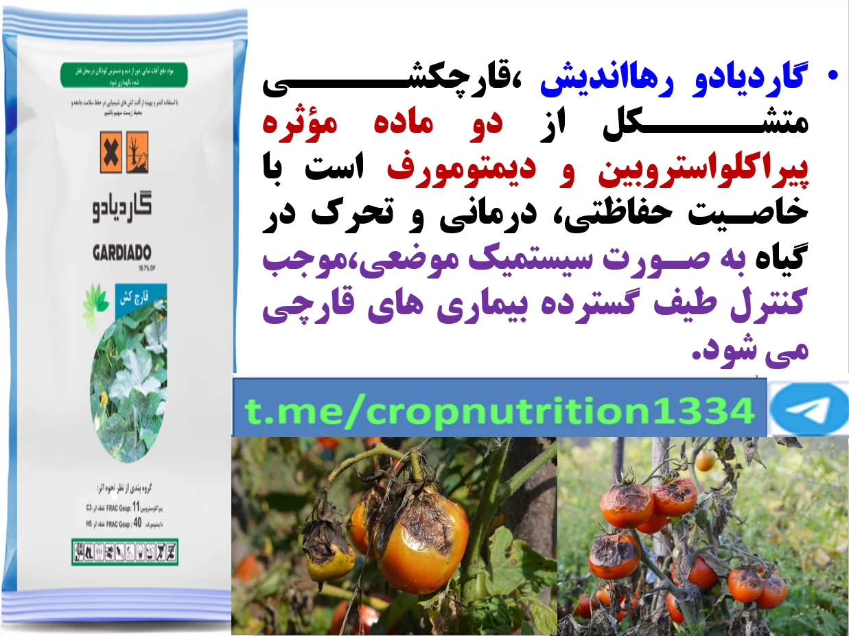 کنترل بیماری های گوجه فرنگی با قارچکش گاردیادو رهااندیش – قسمت سوم