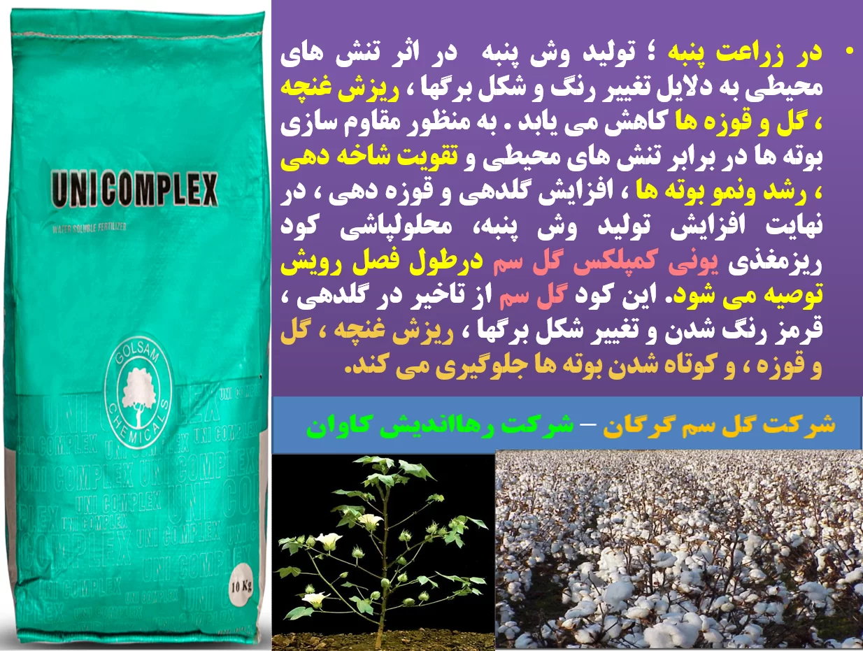 افزایش توان تولید گل و قوزه در بوته های پنبه با مصرف کود یونی کمپلکس گل سم – قسمت اول