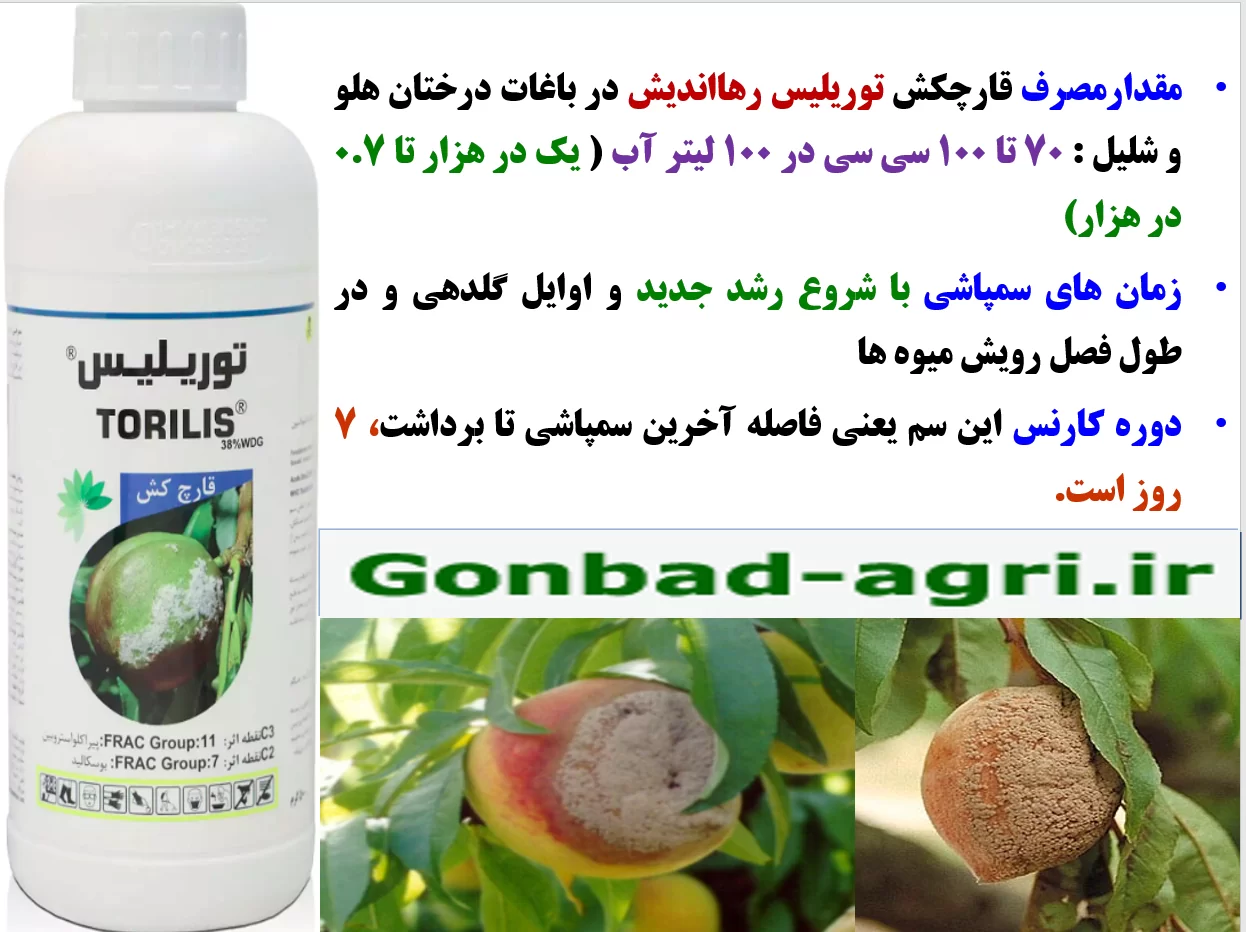 کنترل بیماری های قارچی گل و میوه درختان هلو و شلیل با قارچکش توریلیس رهااندیش – قسمت دوم