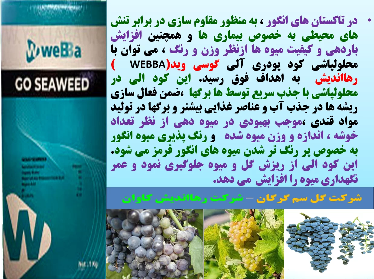 کودآلی گوسی وید رهااندیش برای افزایش تولید و کیفیت میوه انگور-قسمت اول