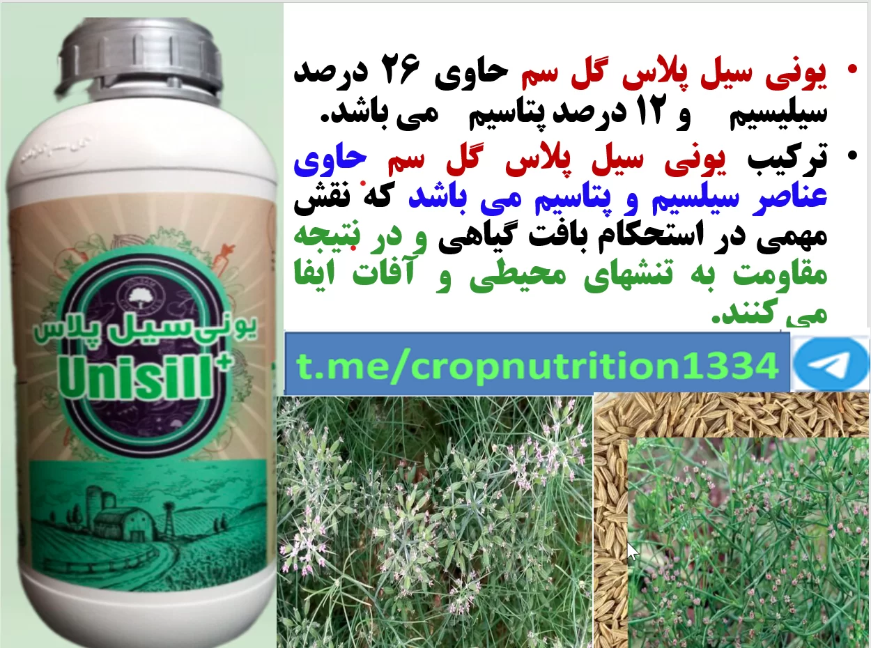 کود مایع یونی سیل پلاس گل سم موجب افزایش توان بوته های زیره سبز – قسمت سوم
