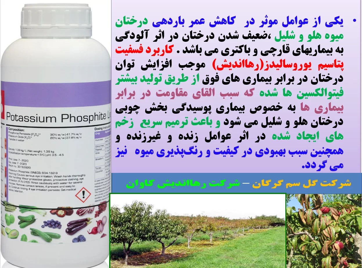 افزایش عمر باردهی درختان هلو و شلیل – قسمت اول