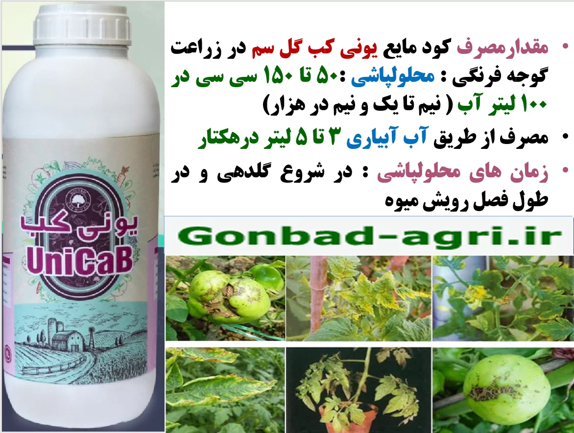 تاثیر کود یونی کب گل سم روی افزایش تولید و کیفیت میوه گوجه فرنگی- قسمت دوم