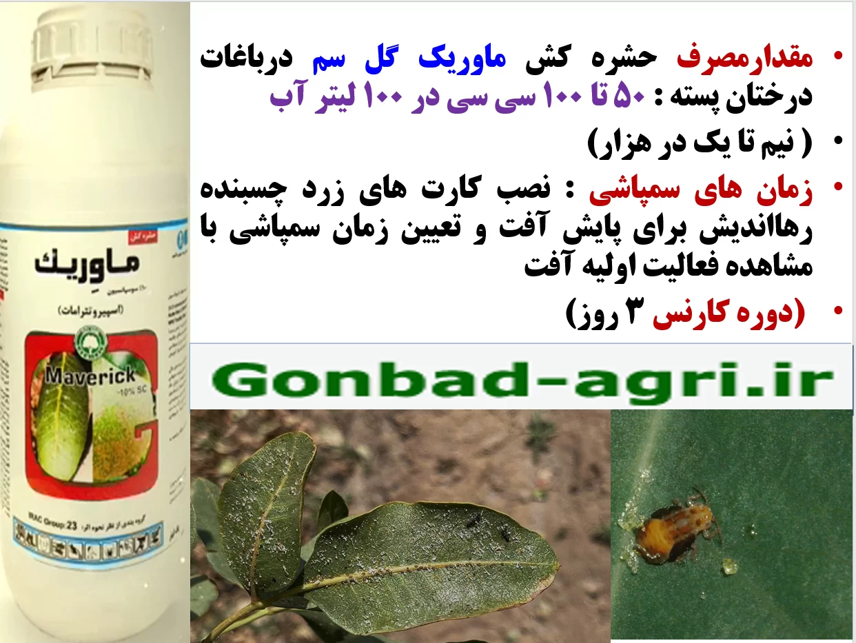 حشره کش ماوریک گل سم برای کنترل موثر آفات مکنده به خصوص پسیل پسته – قسمت دوم