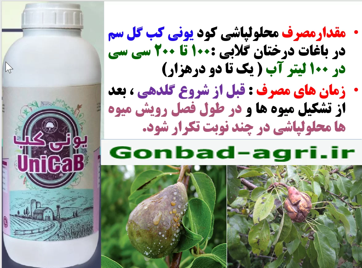 تاثیر کود یونی کب گل سم در افزایش تولید و کیفیت میوه های گلابی – قسمت دوم