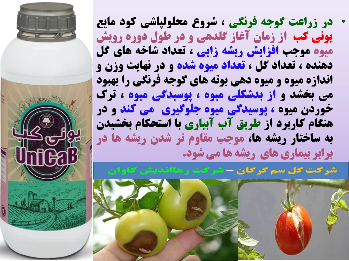 تاثیر کود یونی کب گل سم روی افزایش تولید و کیفیت میوه گوجه فرنگی- قسمت اول