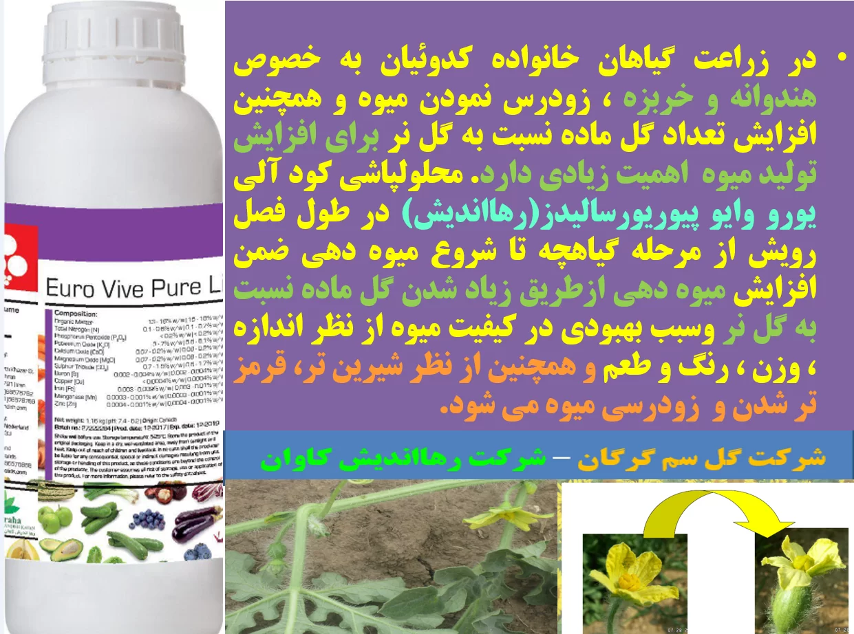 تاثیر کود آلی یورو وایو پیور رهااندیش در افزایش تولید هندوانه و خربزه -قسمت اول