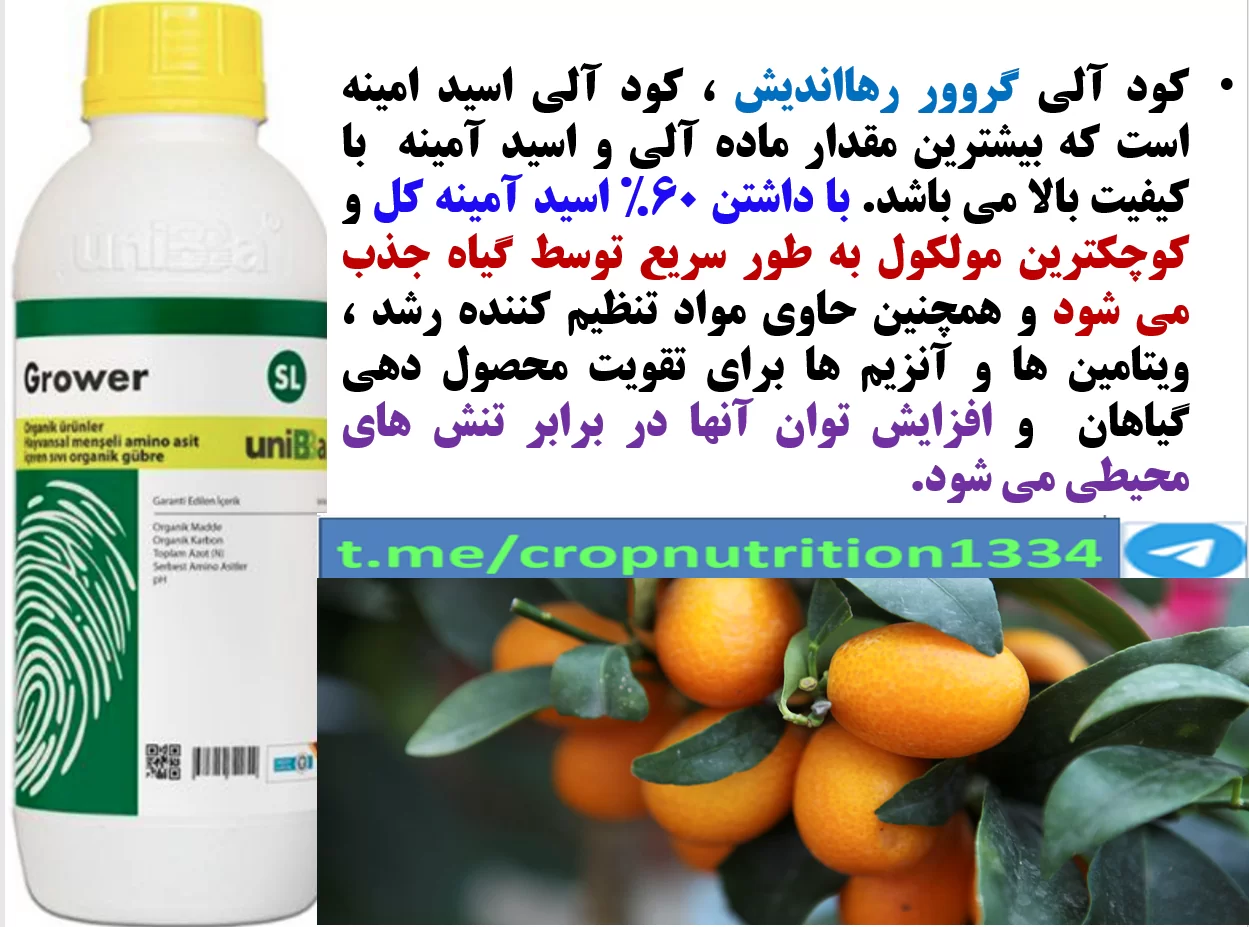 تاثیر مصرف کود آلی گروور رهااندیش در افزایش تولید و کیفیت میوه درختان مرکبات- قسمت سوم