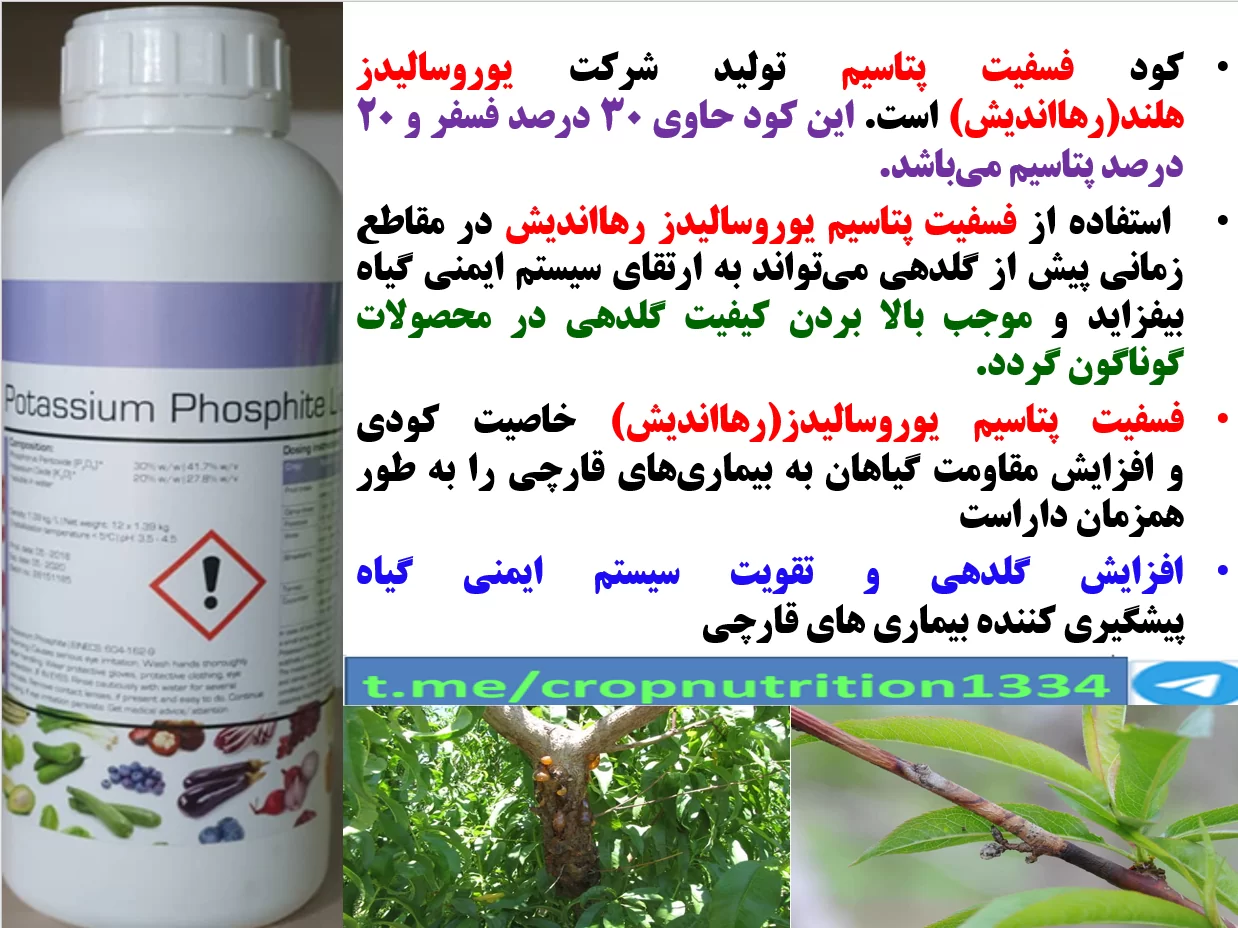 افزایش عمر باردهی درختان هلو و شلیل – قسمت سوم