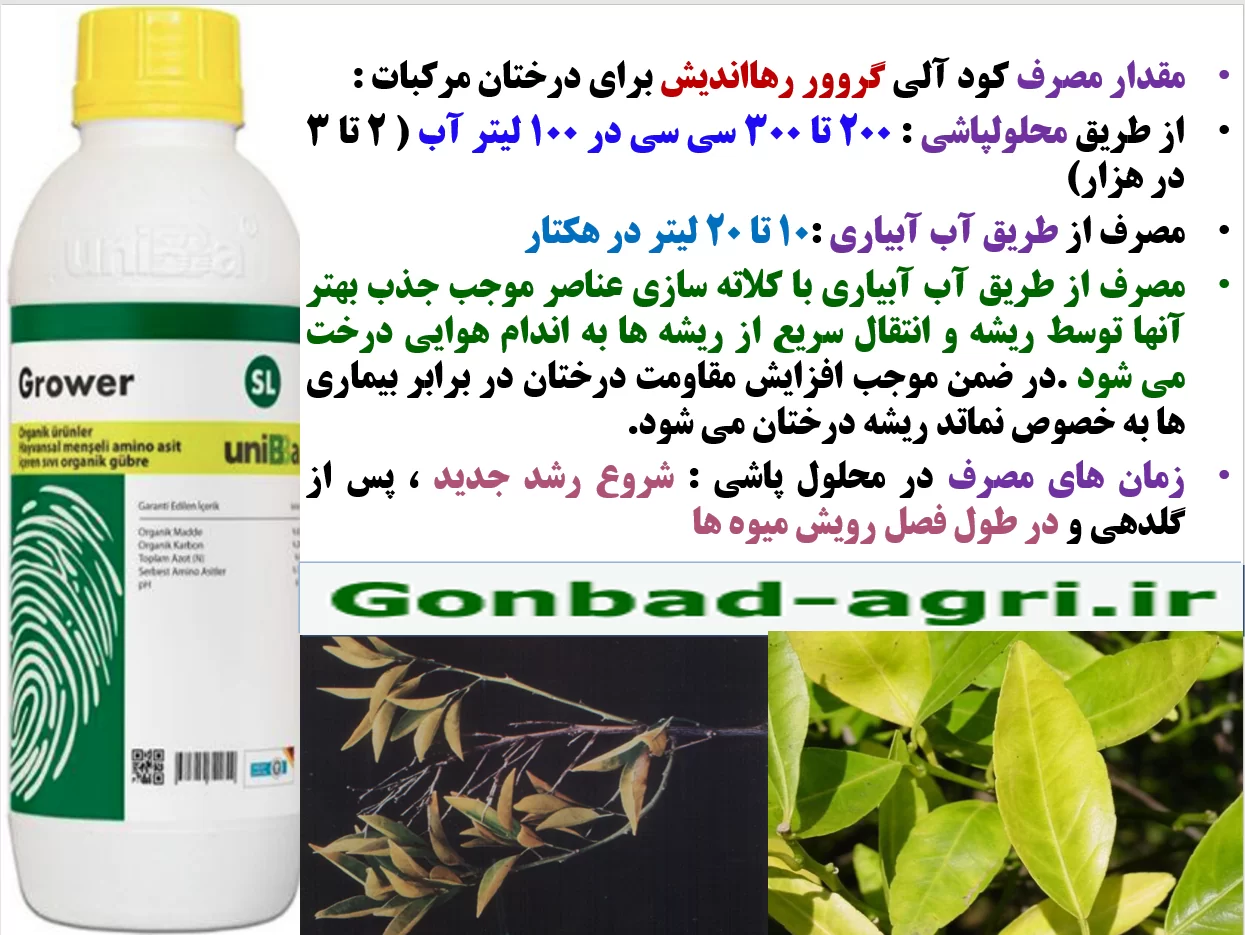 تاثیر مصرف کود آلی گروور رهااندیش در افزایش تولید و کیفیت میوه درختان مرکبات- قسمت دوم