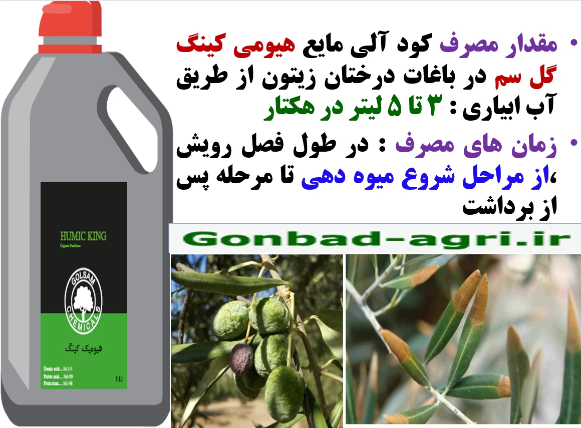 افزایش عمر میوه دهی درختان زیتون با کود الی هیومی کینگ گل سم – قسمت دوم