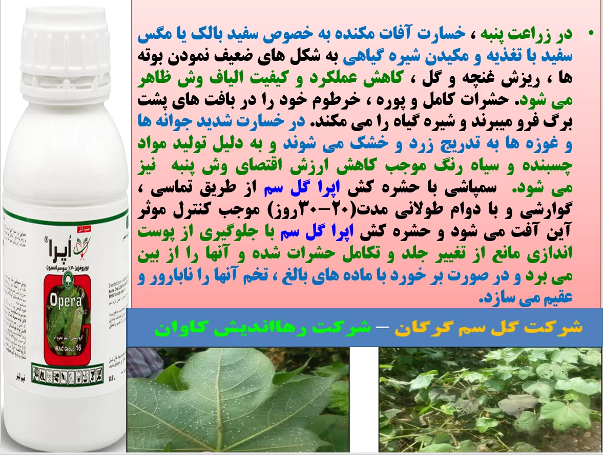 حفظ توان بوته های پنبه در افزایش تولید وش پنبه و کیفیت آن با حشره کش اپرا گل سم – قسمت اول