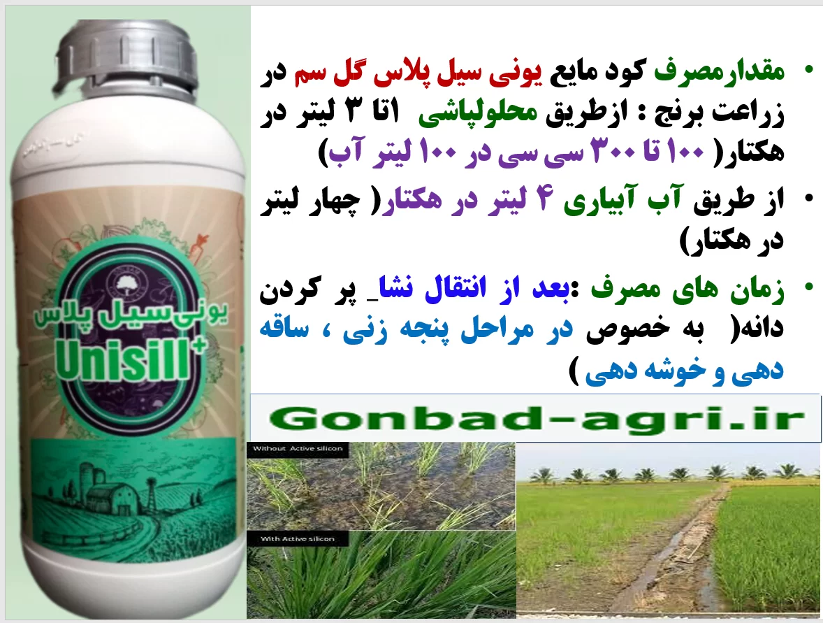 کود یونی سیل پلاس گل سم برای افزایش توان بوته های برنج در برابر تنش های محیطی – قسمت دوم