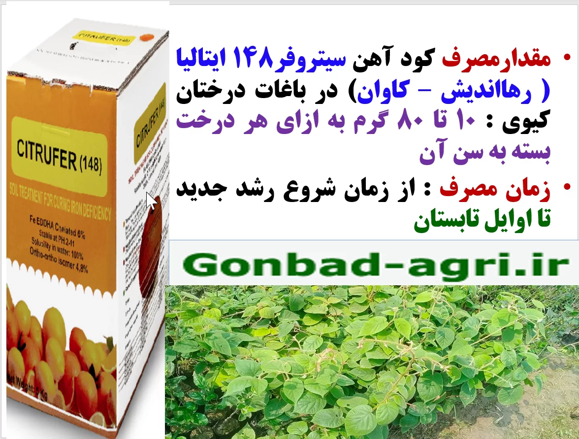 افزایش تولید و کیفیت میوه درختان کیوی با کود سیتروفر رهااندیش- قسمت دوم