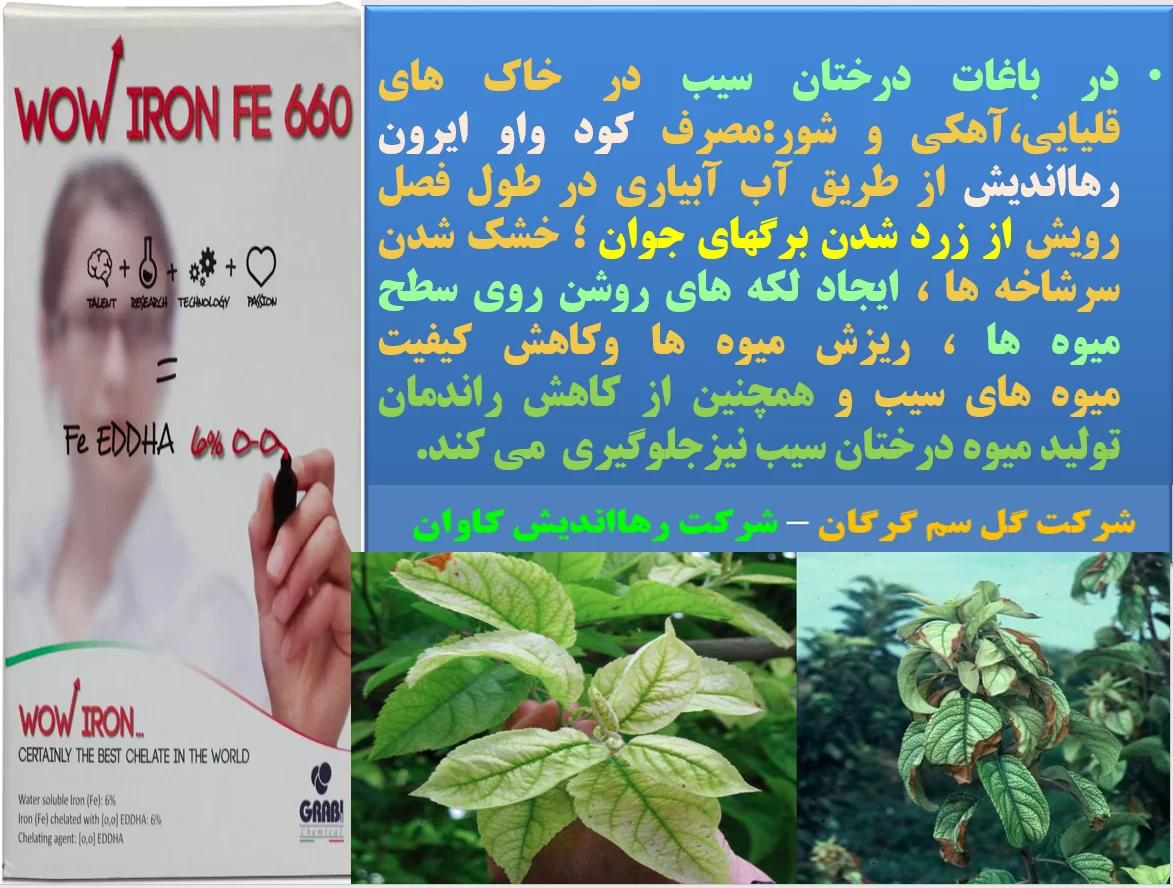 افزایش تولید و کیفیت میوه درختان سیب با کود واو ایرون رهااندیش- قسمت اول