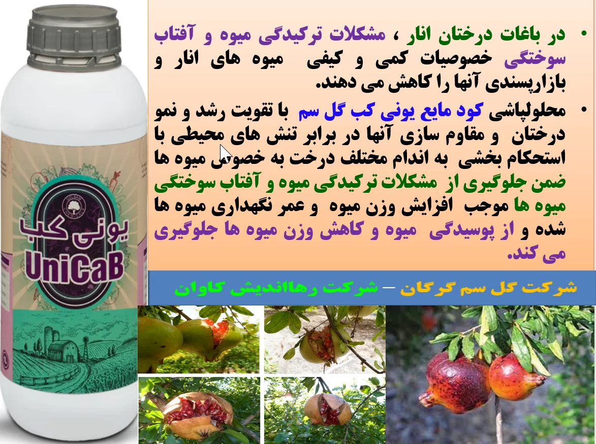 افزایش کیفیت و کمیت میوه انار با کود یونی کب گل سم – قسمت اول