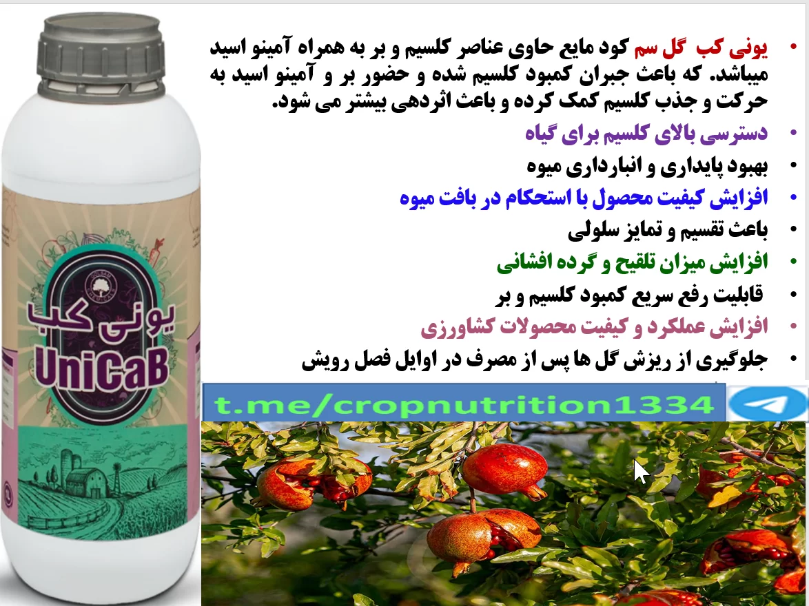 افزایش کیفیت و کمیت میوه انار با کود یونی کب گل سم – قسمت سوم
