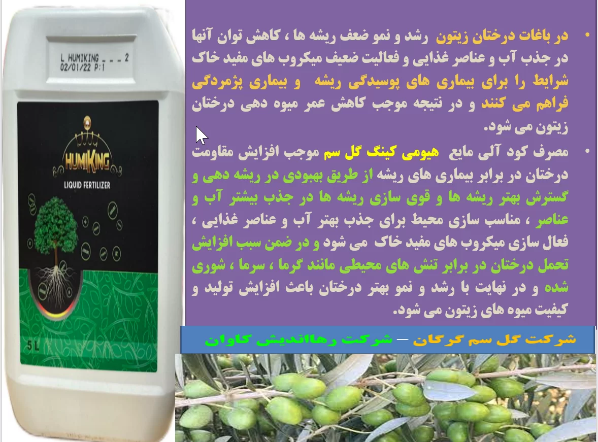 افزایش عمر میوه دهی درختان زیتون با کود الی هیومی کینگ گل سم – قسمت اول