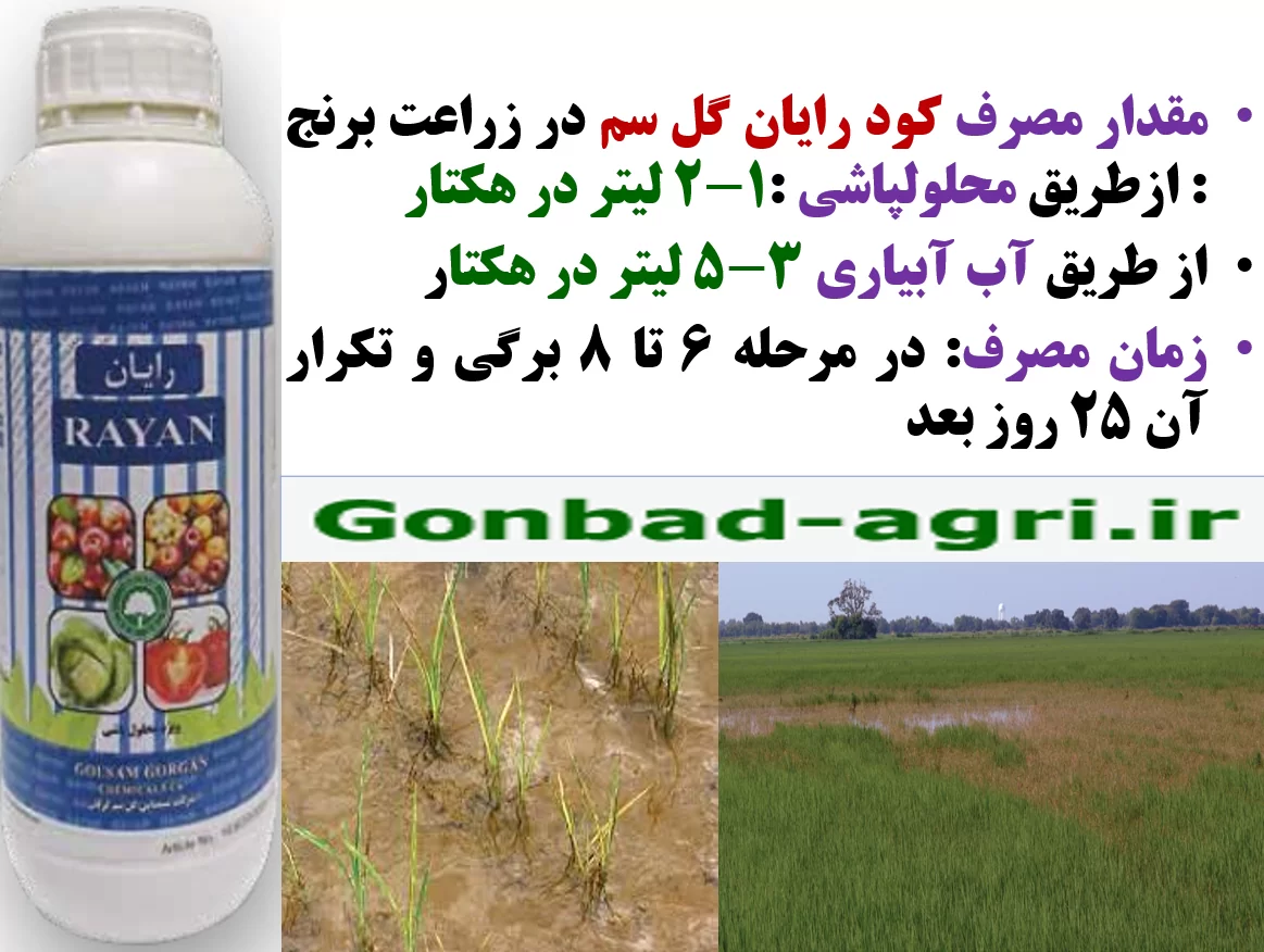 مصرف کود رایان گل سم در زراعت برنج به منظور افزایش تولید – قسمت دوم