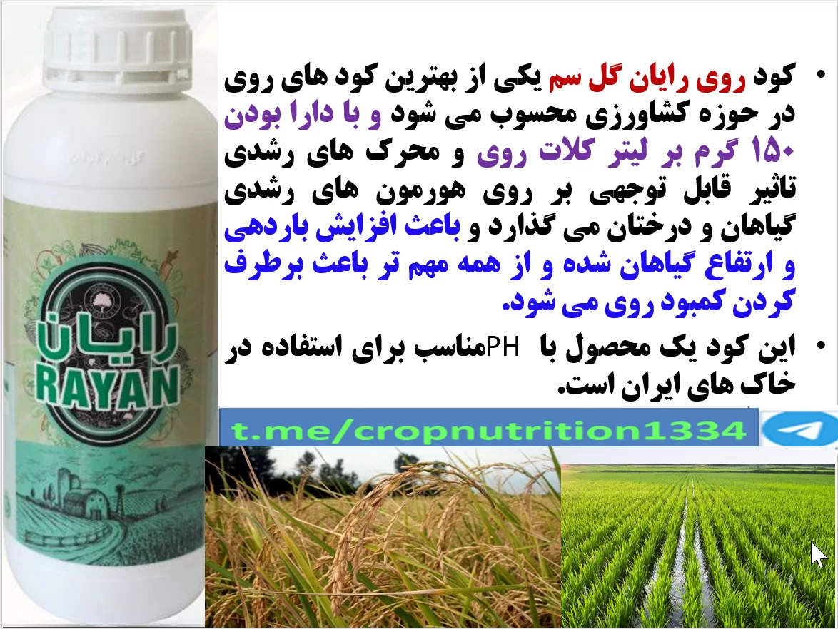 مصرف کود رایان گل سم در زراعت برنج به منظور افزایش تولید – قسمت سوم