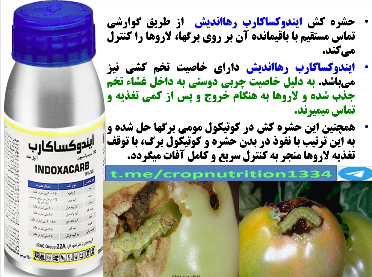 کنترل موثر کرم میوه گوجه فرنگی با حشره کش ایندوکساکارب رهااندیش- قسمت سوم