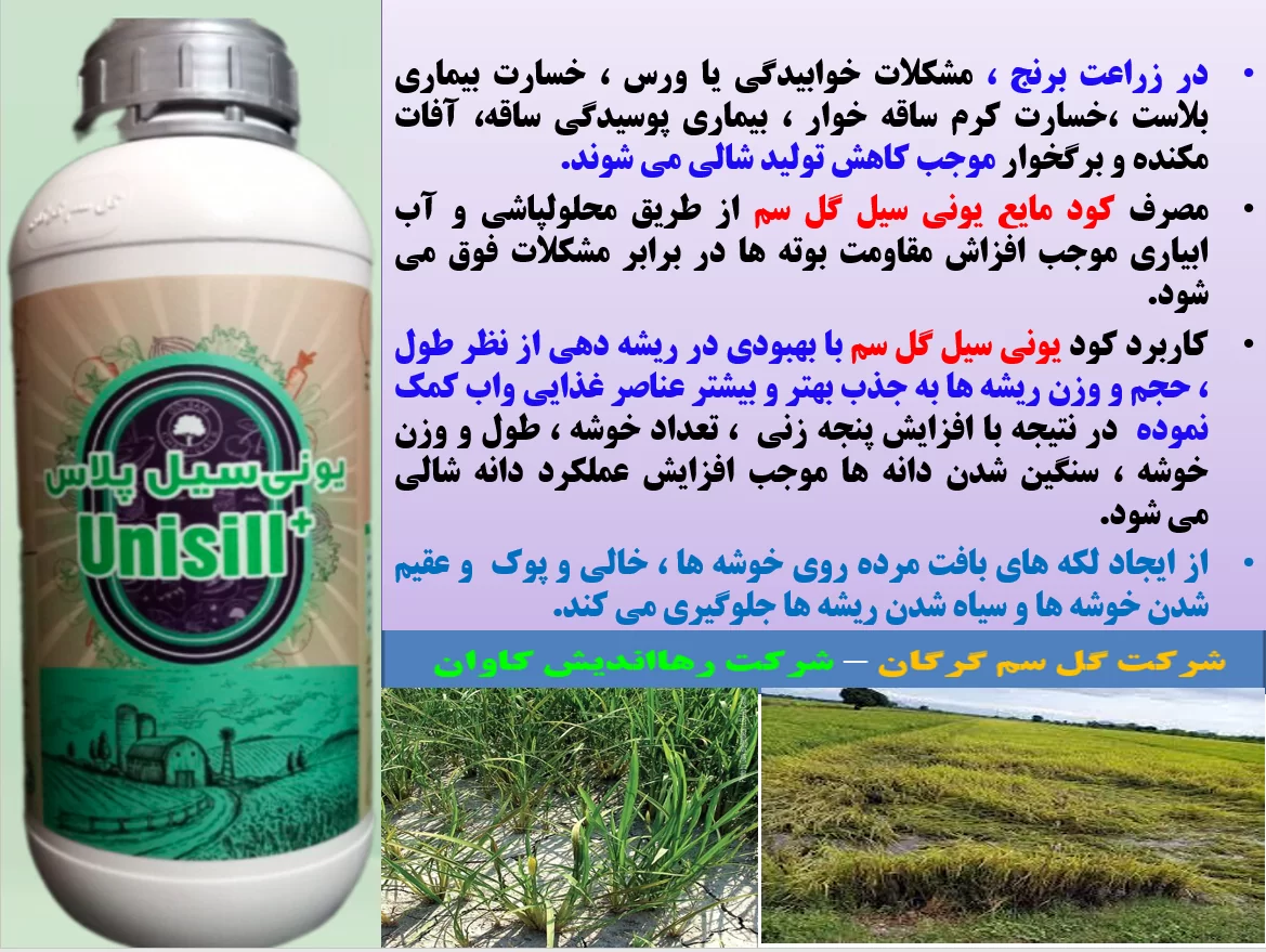 کود یونی سیل پلاس گل سم برای افزایش توان بوته های برنج در برابر تنش های محیطی – قسمت اول