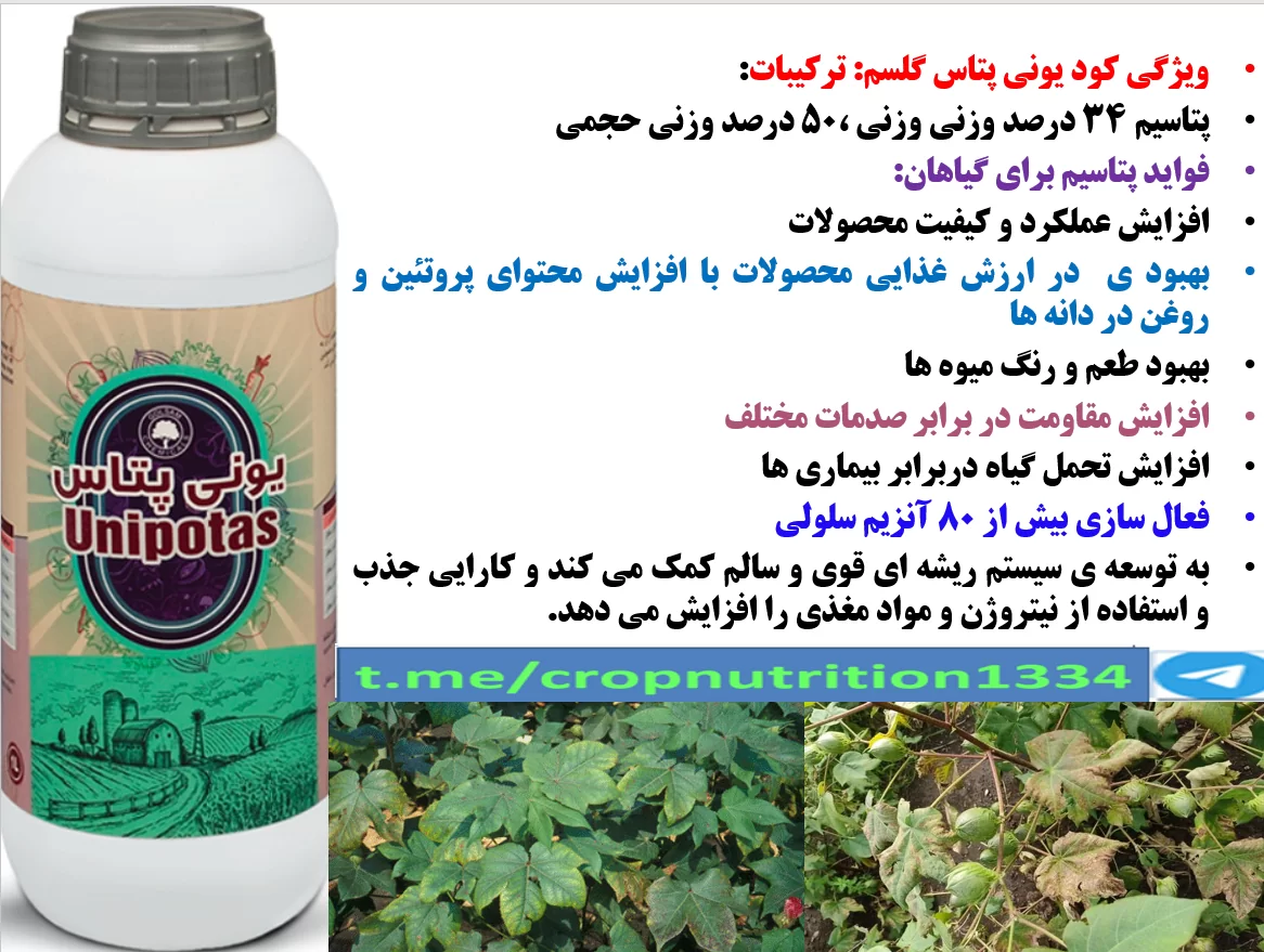 کاربرد کود مایع یونی پتاس گل سم در زراعت پنبه به منظور افزایش تولید وش پنبه – قسمت سوم