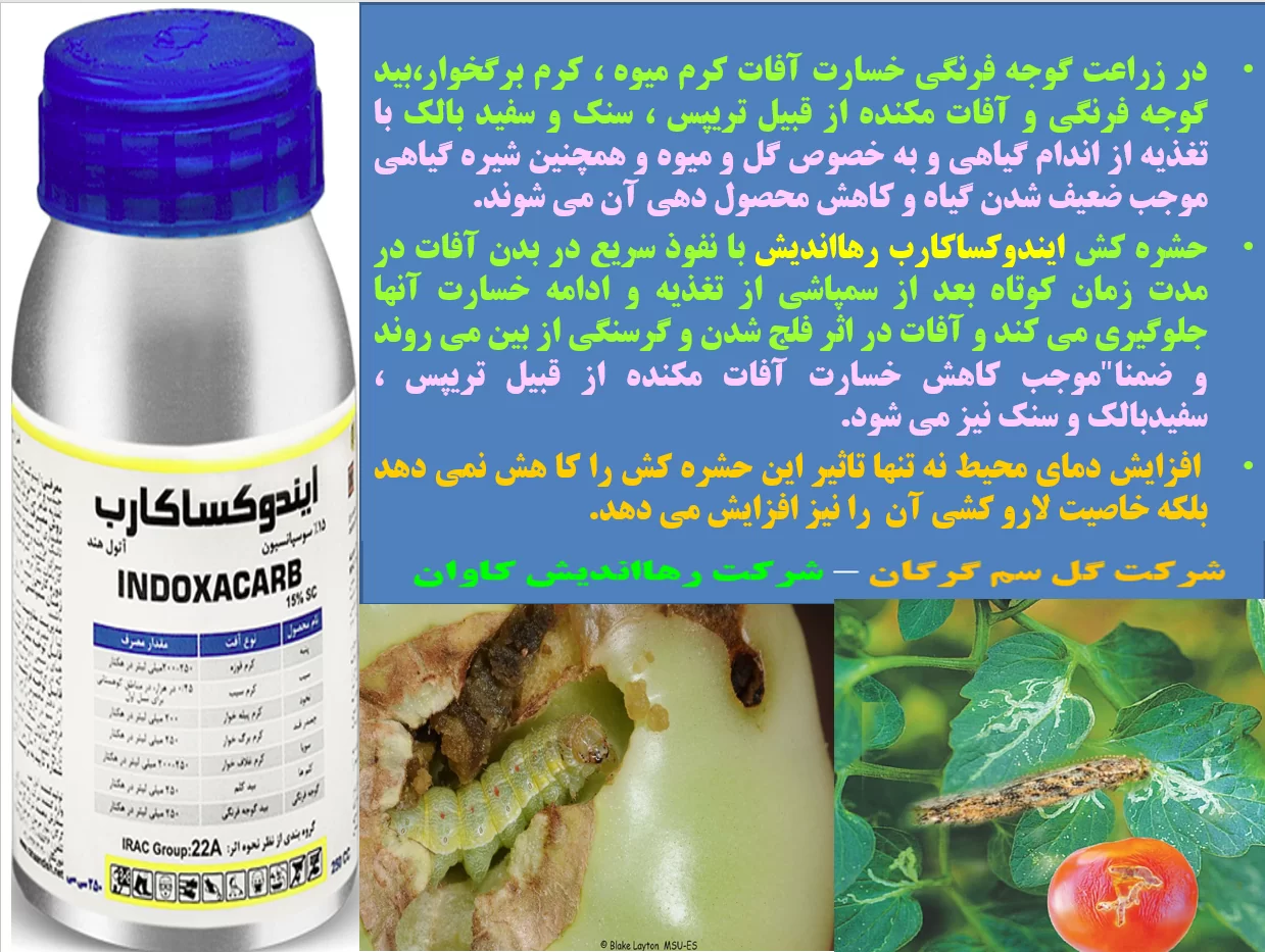 کنترل موثر کرم میوه گوجه فرنگی با حشره کش ایندوکساکارب رهااندیش- قسمت اول