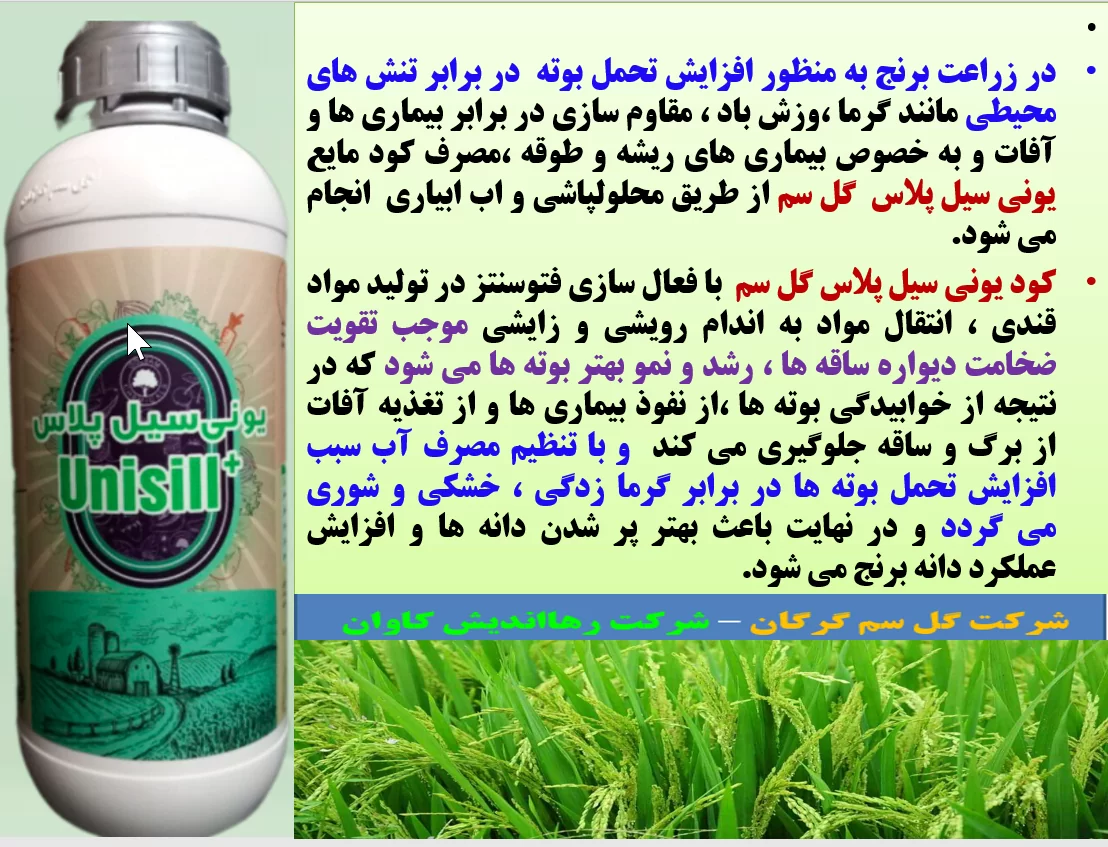 کود مایع یونی سیل پلاس گل سم برای تقویت بوته های برنج در برابر تنش های محیطی – قسمت اول