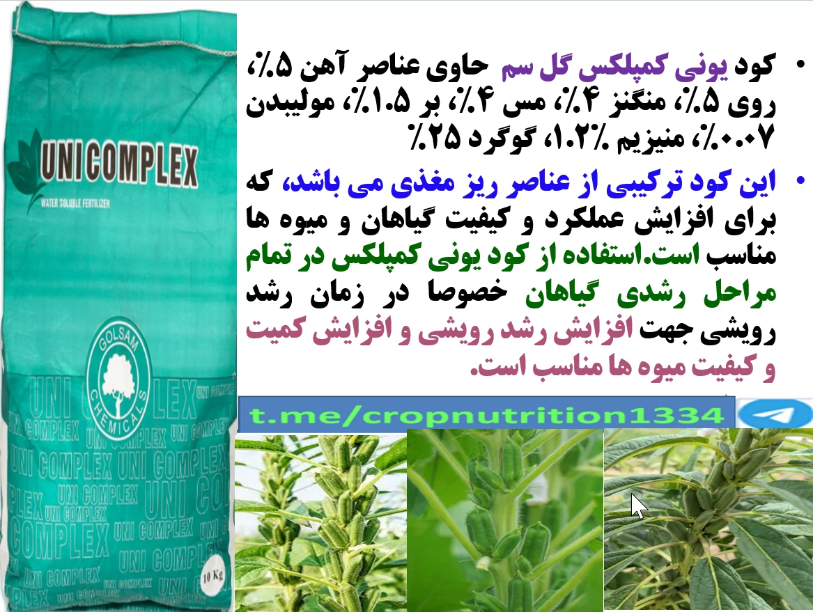 افزایش توان بوته های کنجد در تولید کپسول و دانه با کود یونی کمپلکس گل سم- قسمت سوم