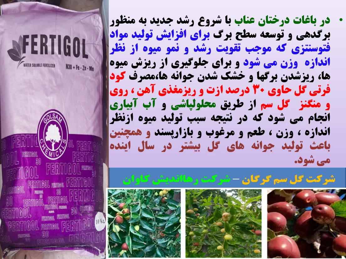 تاثیر کود فرتی گل ۳۰% ازت در افزایش تولید میوه درخت عناب- قسمت اول