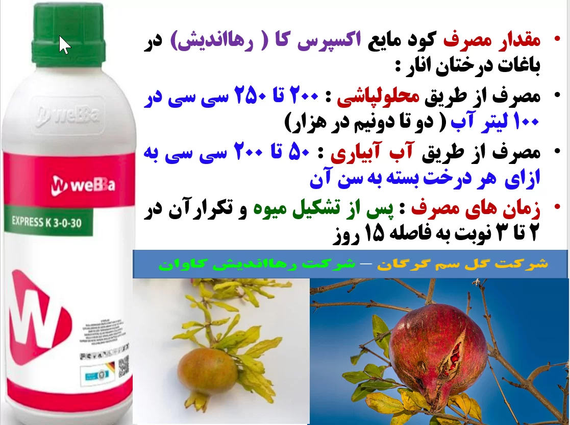 افزایش کیفیت میوه انار با کود مایع اکسپرس کا رهااندیش – قسمت دوم