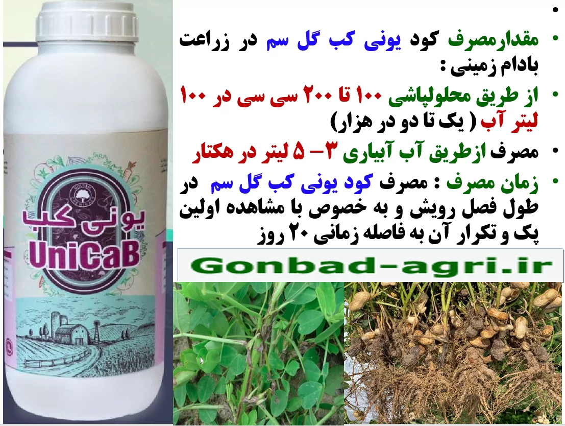 کود یونی کب گل سم برای تقویت غلاف بندی و تولید بادام زمینی- قسمت دوم