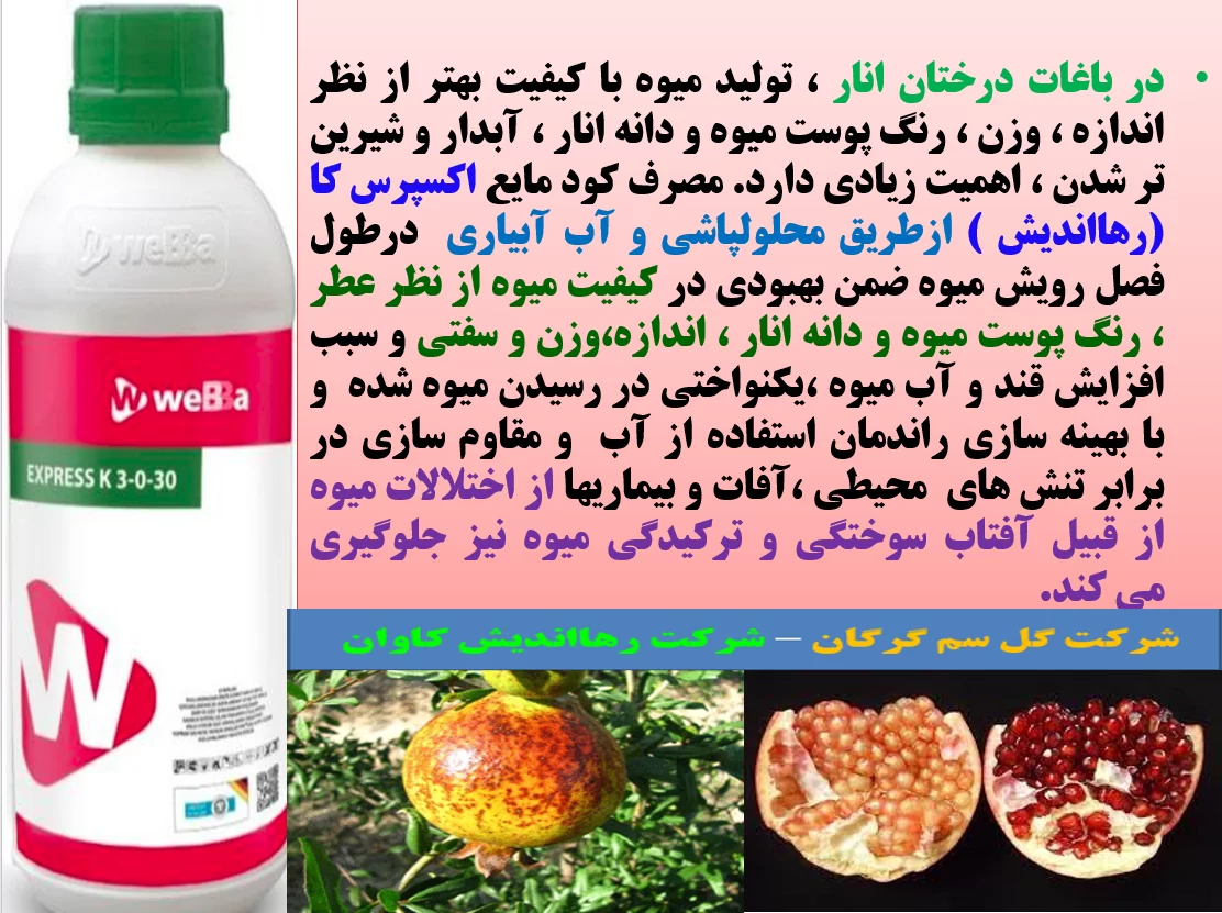 افزایش کیفیت میوه انار با کود مایع اکسپرس کا رهااندیش – قسمت اول