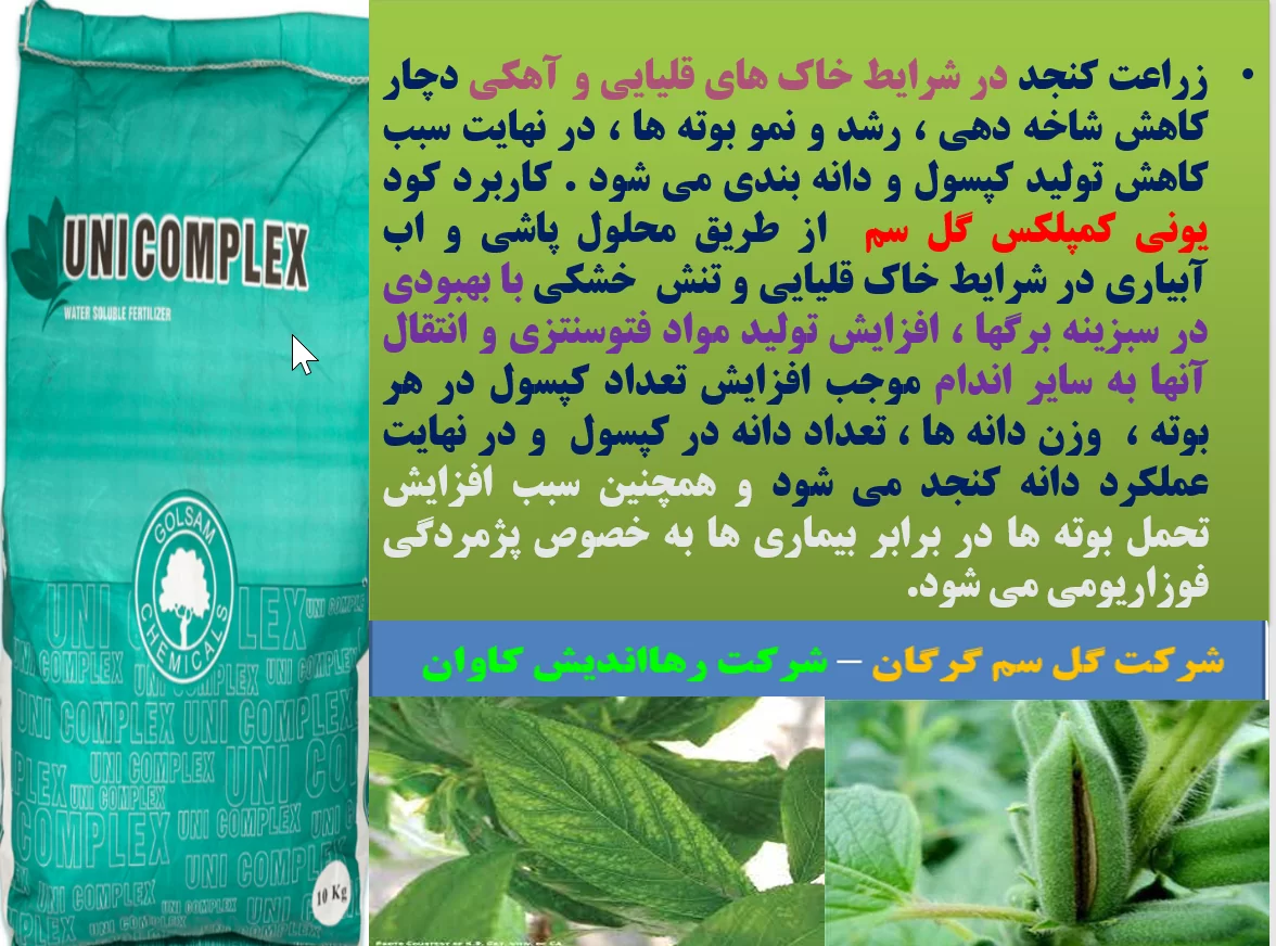 افزایش توان بوته های کنجد در تولید کپسول و دانه با کود یونی کمپلکس گل سم- قسمت اول