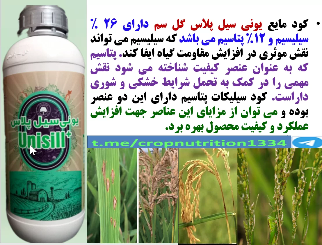 کود مایع یونی سیل پلاس گل سم برای تقویت بوته های برنج در برابر تنش های محیطی – قسمت سوم