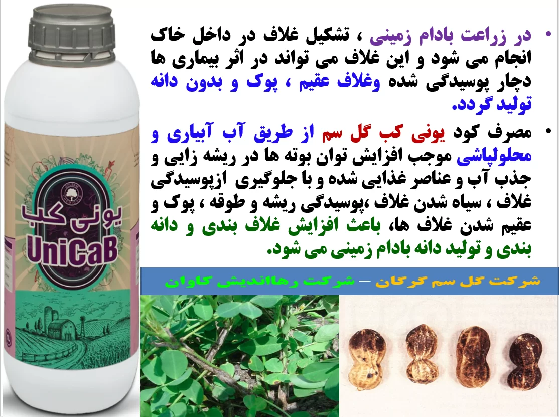 کود یونی کب گل سم برای تقویت غلاف بندی و تولید بادام زمینی- قسمت اول
