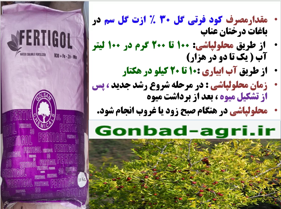 تاثیر کود فرتی گل ۳۰% ازت در افزایش تولید میوه درخت عناب- قسمت دوم