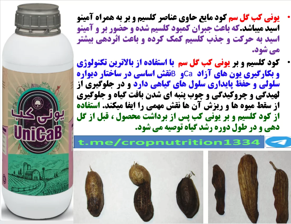 کاربرد کود یونی کب گل سم در زراعت بادام زمینی – قسمت سوم