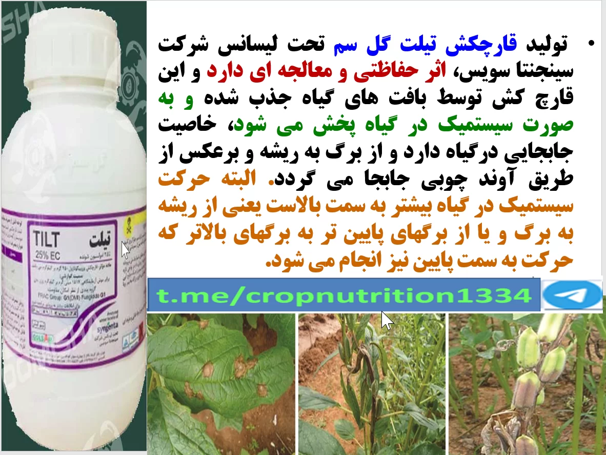 کاربرد قارچکش تیلت گل سم در کنترل بیماری های لکه برگی کنجد – قسمت اول